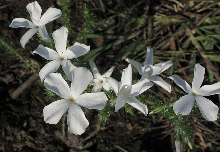 Detailed Picture 7 of Linanthus californicus