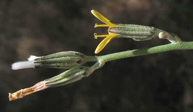 Detailed Picture 4 of Chondrilla juncea