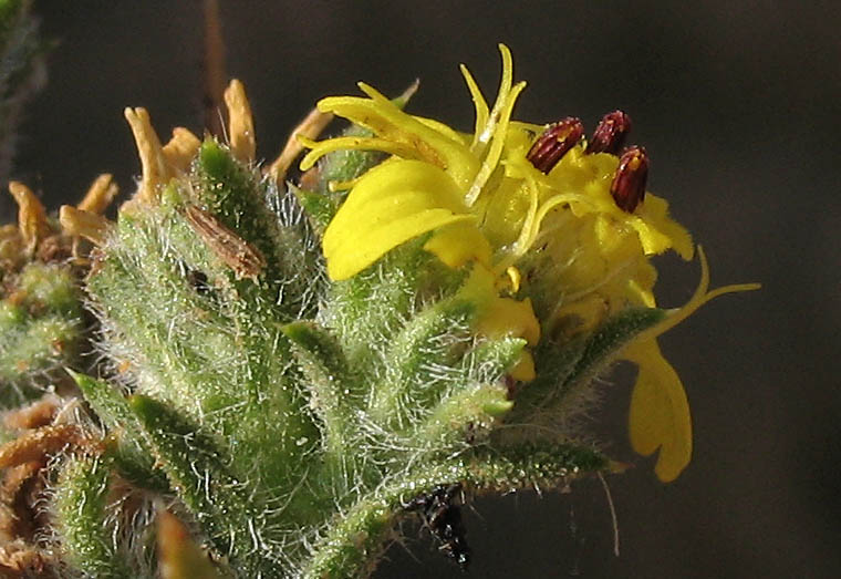 Detailed Picture 3 of Centromadia parryi