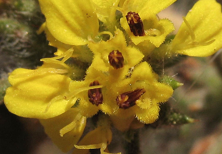Detailed Picture 2 of Centromadia parryi
