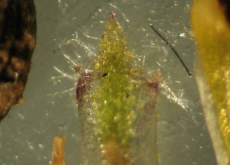 Detailed Picture 9 of Centromadia parryi