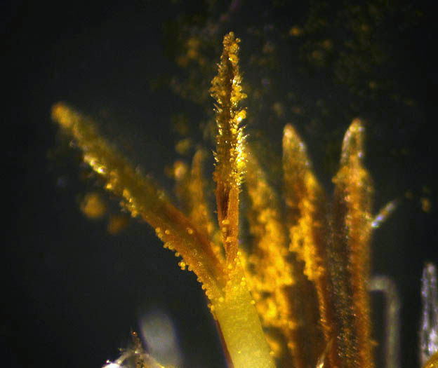 Detailed Picture 8 of Ericameria palmeri var. pachylepis