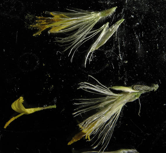 Detailed Picture 7 of Ericameria palmeri var. pachylepis