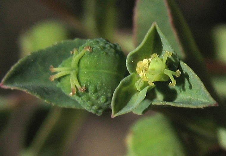 Detailed Picture 1 of Euphorbia spathulata
