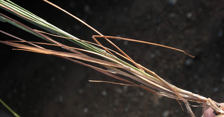 Detailed Picture 5 of Agrostis pallens