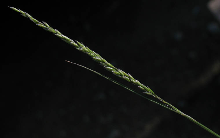 Detailed Picture 1 of Agrostis pallens