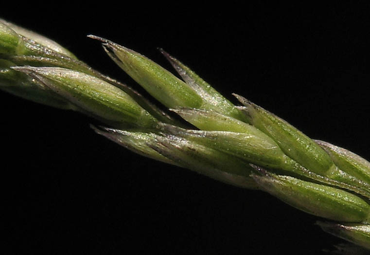 Detailed Picture 2 of Agrostis pallens