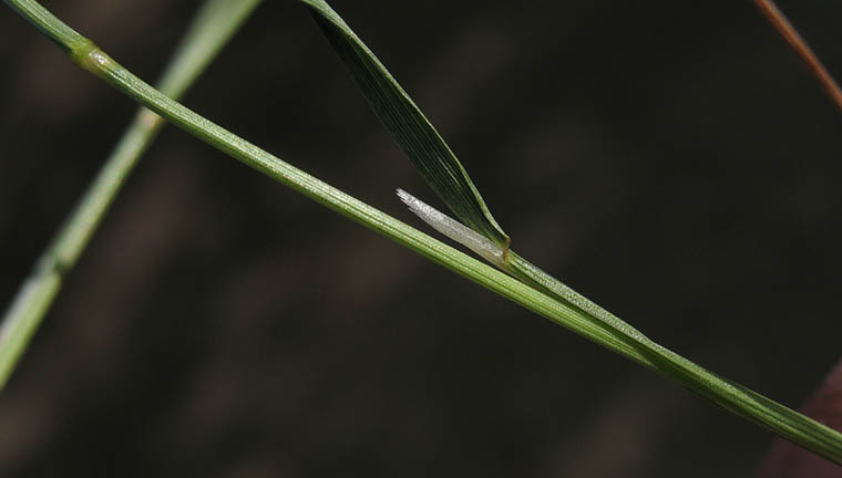 Detailed Picture 6 of Agrostis pallens