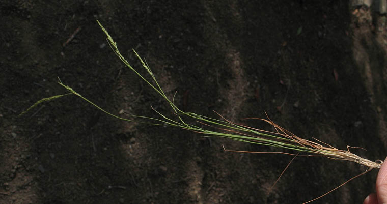 Detailed Picture 4 of Agrostis pallens