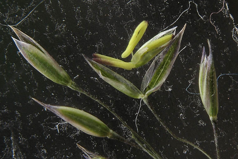 Detailed Picture 3 of Agrostis pallens