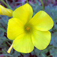 Thumbnail Picture of Bermuda Buttercup