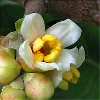 Thumbnail Picture of Rhus integrifolia
