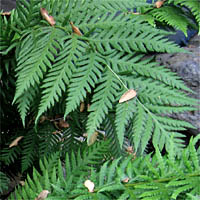 Thumbnail Picture of Woodwardia fimbriata
