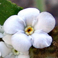 Thumbnail Picture of Popcorn Flower