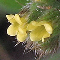 Thumbnail Picture of Small-Flowered Fiddleneck