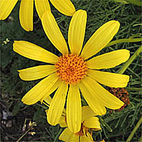 Thumbnail Picture of Giant Coreopsis