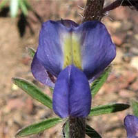 Thumbnail Picture of Lupinus sparsiflorus