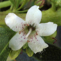 Thumbnail Picture of Myoporum laetum