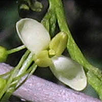 Thumbnail Picture of Chaparral Flowering Ash