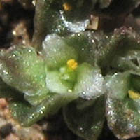 Thumbnail Picture of Calyptridium monandrum