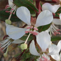 Thumbnail Picture of Eremothera boothii ssp. decorticans