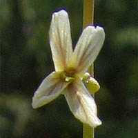 Thumbnail Picture of Caulanthus heterophyllus