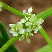 Thumbnail Picture of Apiastrum angustifolium