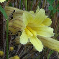 Thumbnail Picture of Aphyllon franciscanum
