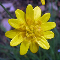 Thumbnail Picture of Ranunculus californicus var. californicus