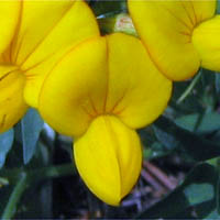 Thumbnail Picture of Lotus corniculatus