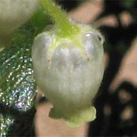 Thumbnail Picture of Comarostaphylis diversifolia ssp. planifolia
