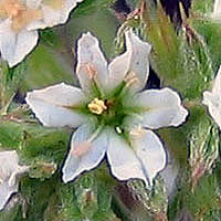 Thumbnail Picture of Chorizanthe parryi var. fernandina