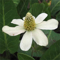 Thumbnail Picture of Anemopsis californica