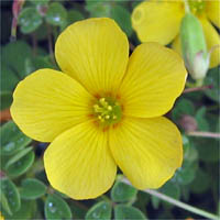 Thumbnail Picture of Oxalis