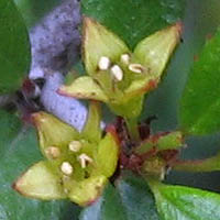 Thumbnail Picture of Rhamnus crocea