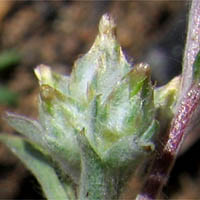 Thumbnail Picture of Logfia filaginoides