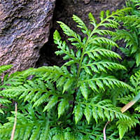 Thumbnail Picture of California Lace-fern