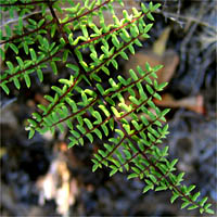 Thumbnail Picture of Pellaea mucronata var. mucronata