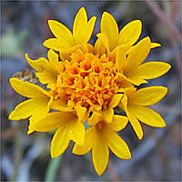 Thumbnail Picture of Yellow Pincushion