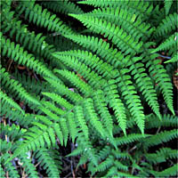 Thumbnail Picture of Coastal Wood-fern
