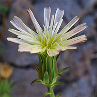 Thumbnail Picture of California Chicory
