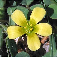 Thumbnail Picture of Oxalis corniculata