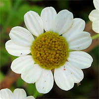 Thumbnail Picture of Feverfew