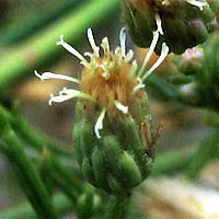 Thumbnail Picture of Baccharis malibuensis