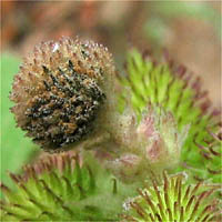 Thumbnail Picture of Cocklebur