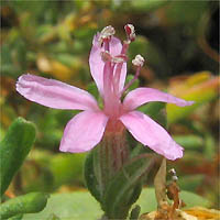 Thumbnail Picture of Frankenia salina