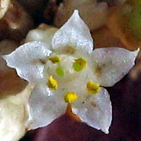 Thumbnail Picture of Cuscuta subinclusa