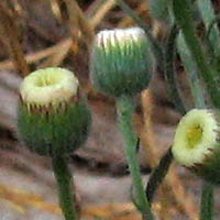 Thumbnail Picture of Little Horseweed