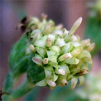 Thumbnail Picture of Baccharis plummerae ssp. plummerae