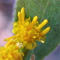 Thumbnail Picture of California Goldenrod